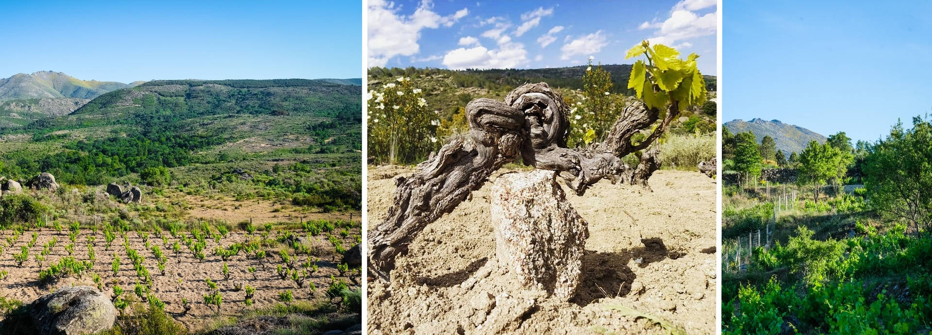 Las Pedreras Viñedos y Vinos