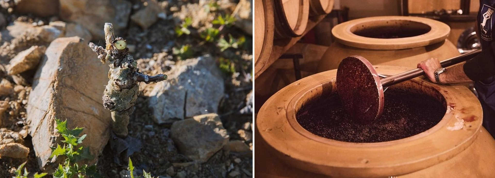 Podere Le Cinciole, Bioweingut